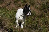 BOULEDOGUE FRANCAIS 836